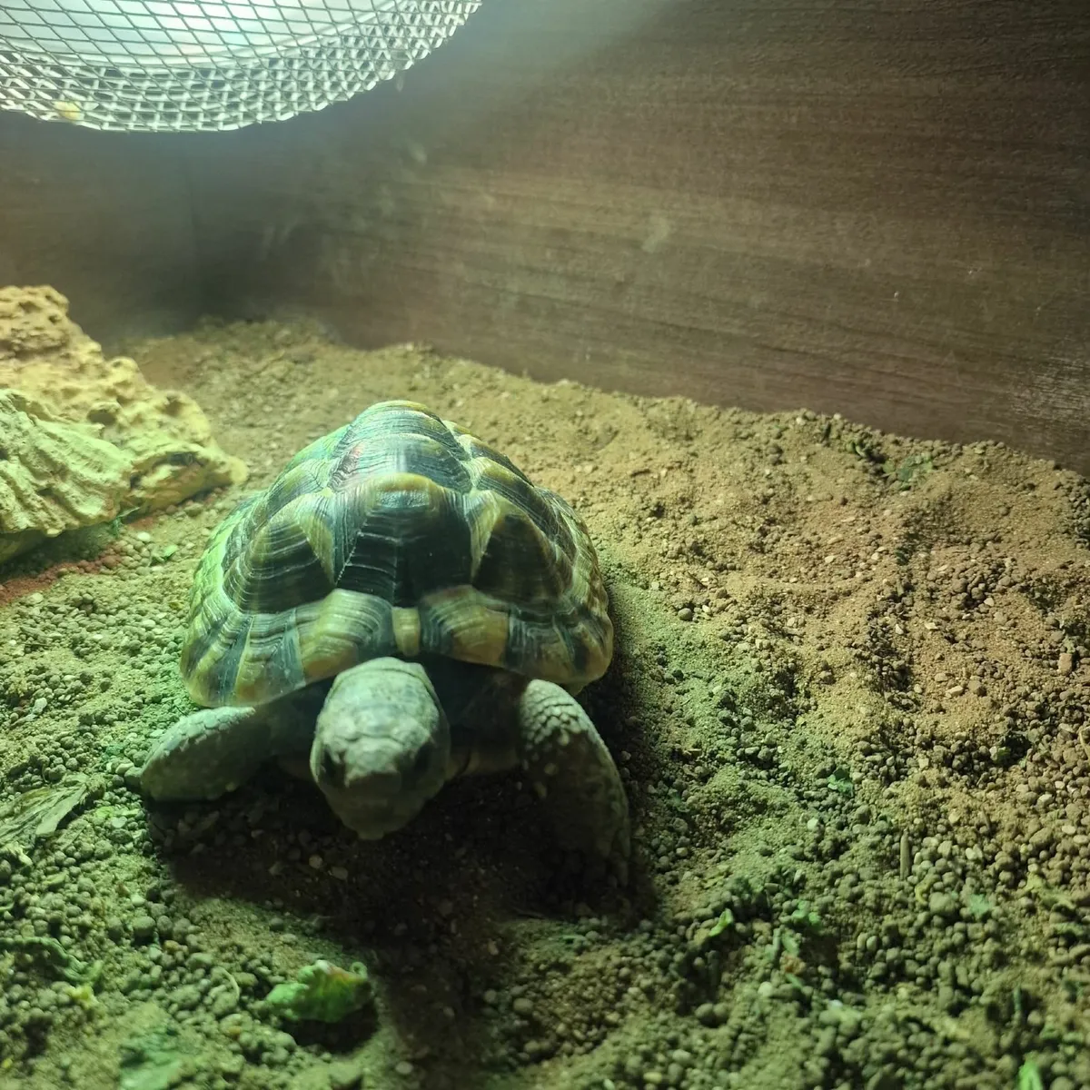 Tortoise Hermann - Image 2