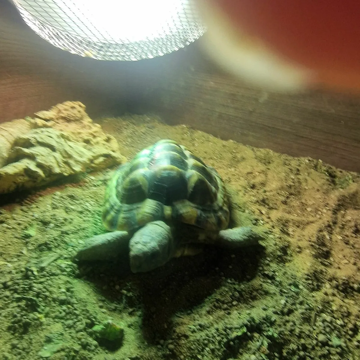 Tortoise Hermann - Image 3