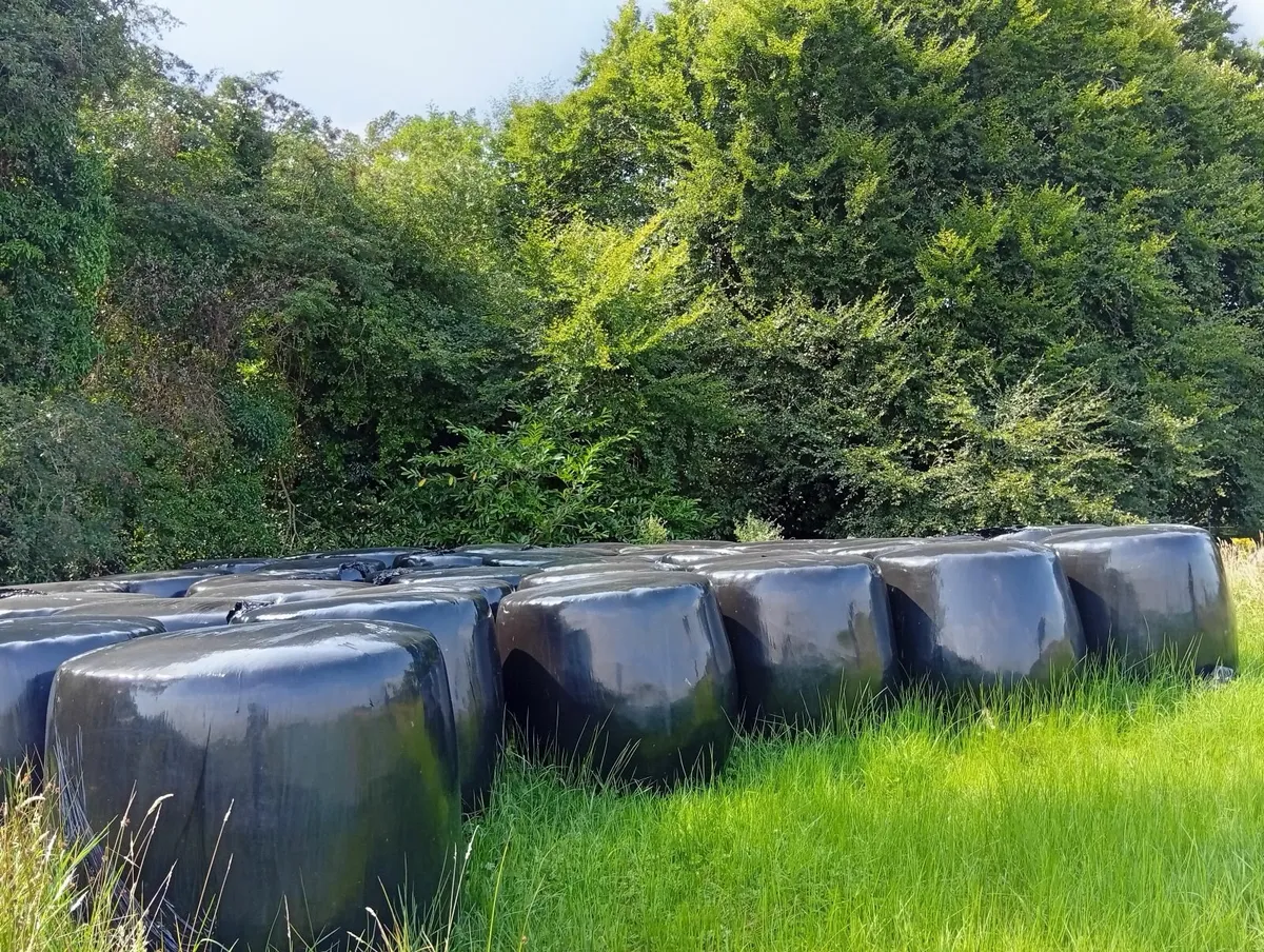 30 Bales of Silage