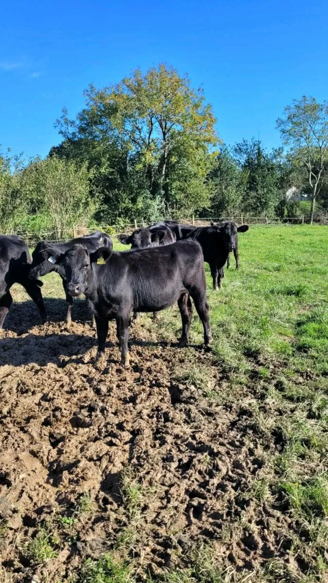 Angus heifers - Image 3