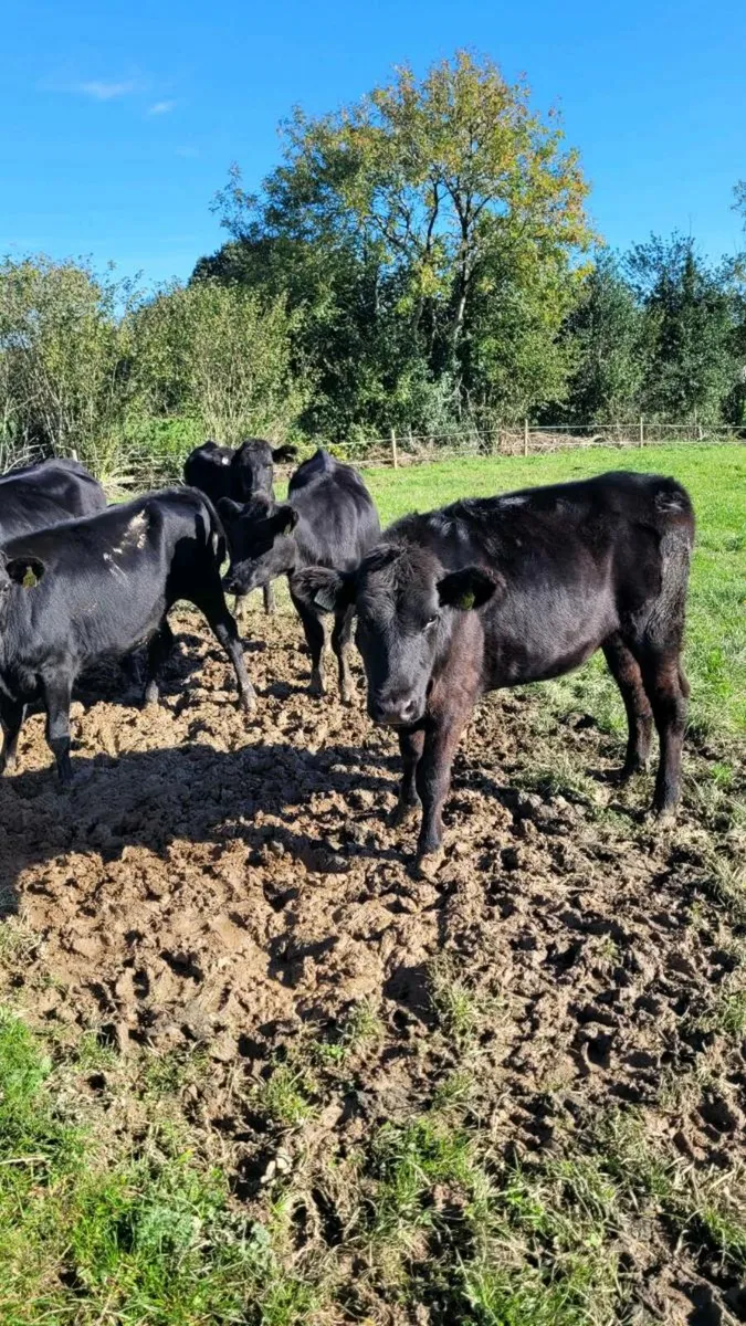 Angus heifers - Image 4