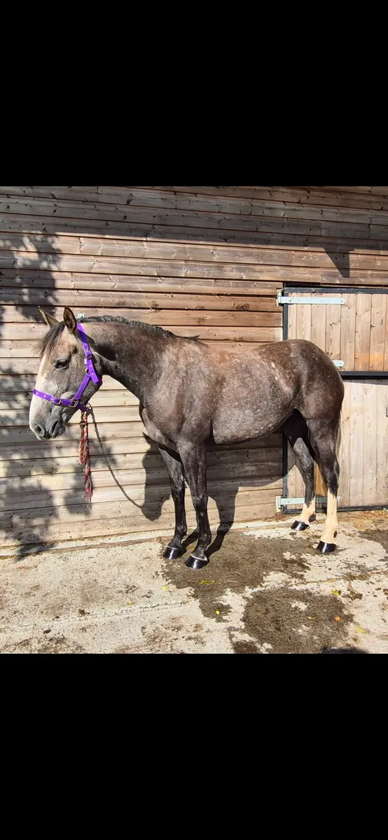 Irish draught filly - Image 1