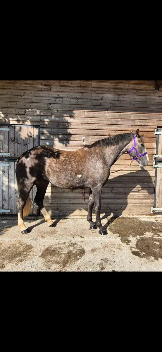 Irish draught filly - Image 2