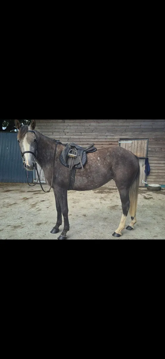 Irish draught filly - Image 3