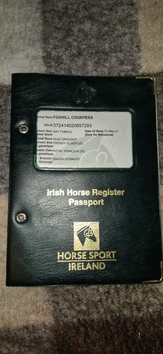 Irish draught filly - Image 4