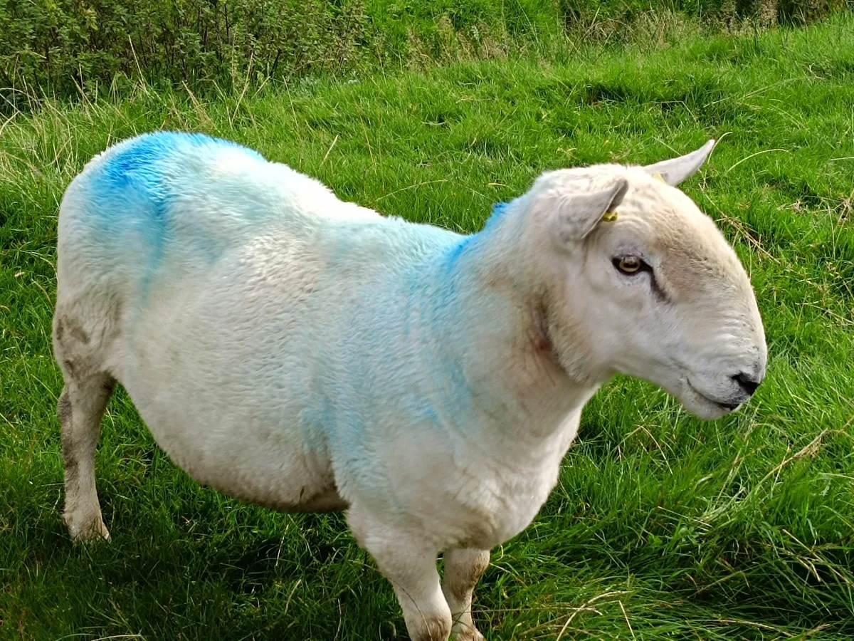 North County Cheviot RAM, 5 Years Old - Image 1