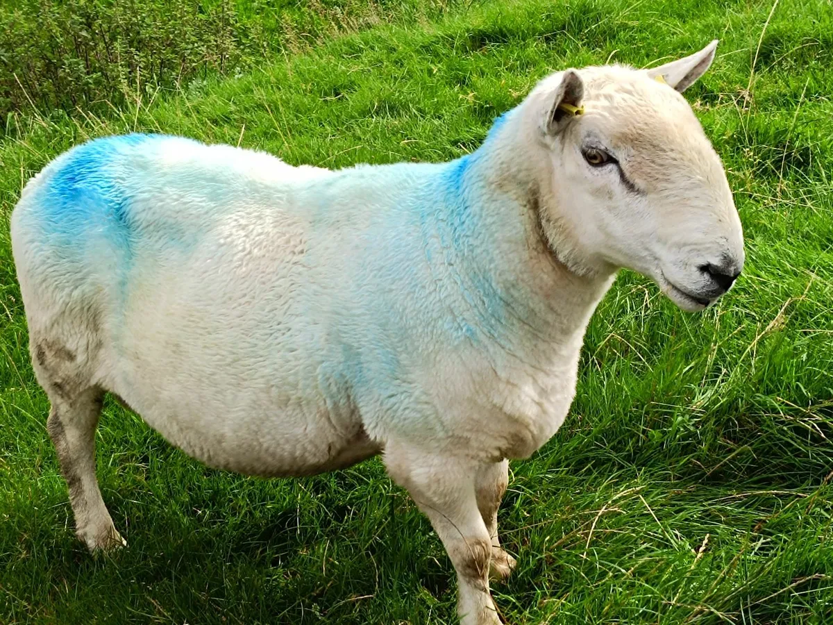North County Cheviot RAM, 5 Years Old - Image 2
