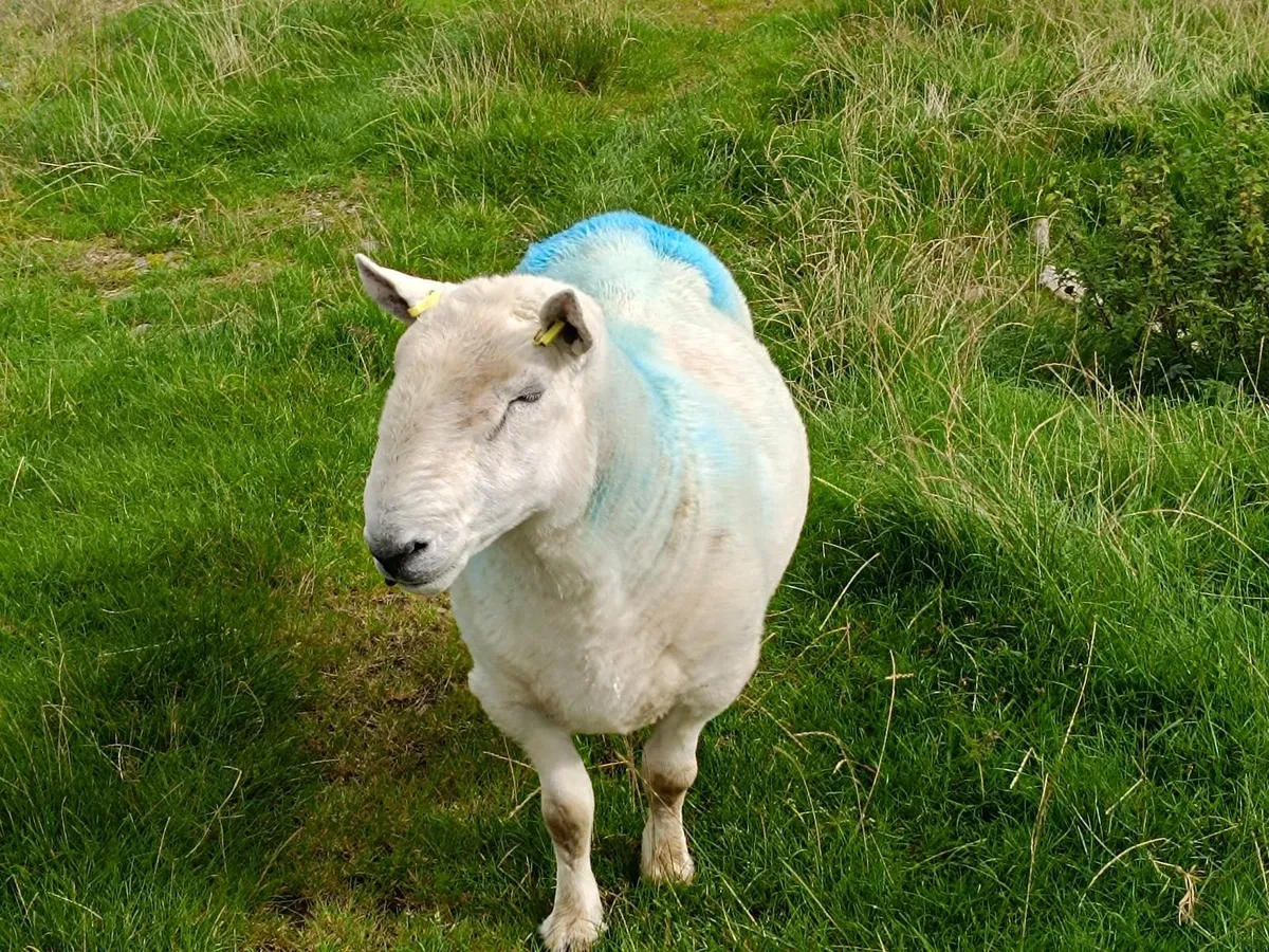 North County Cheviot RAM, 5 Years Old - Image 3