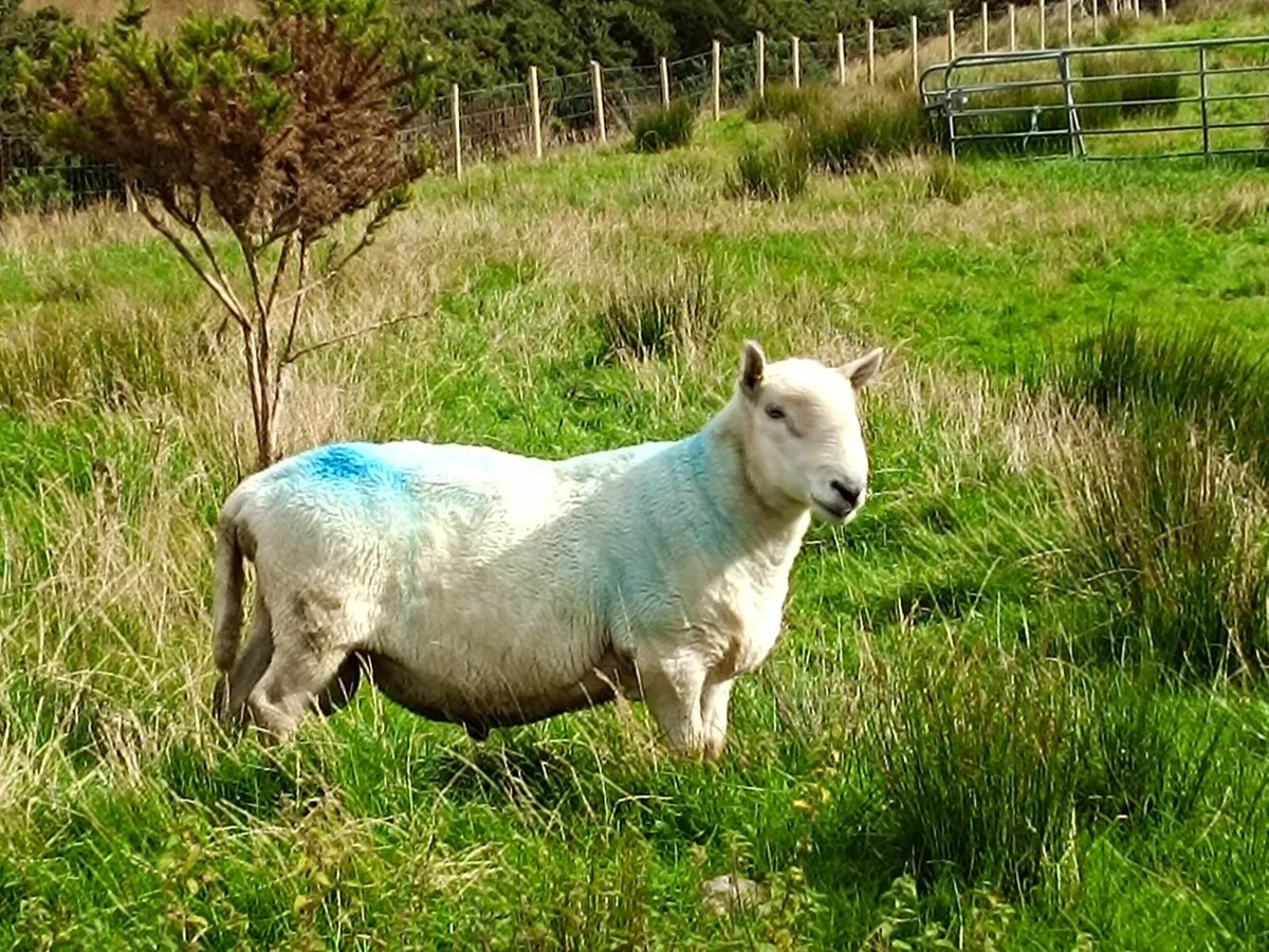 North County Cheviot RAM, 5 Years Old - Image 4