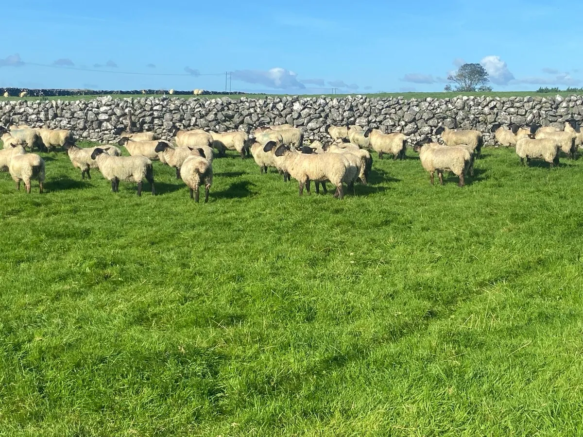 Ewe lambs - Image 1