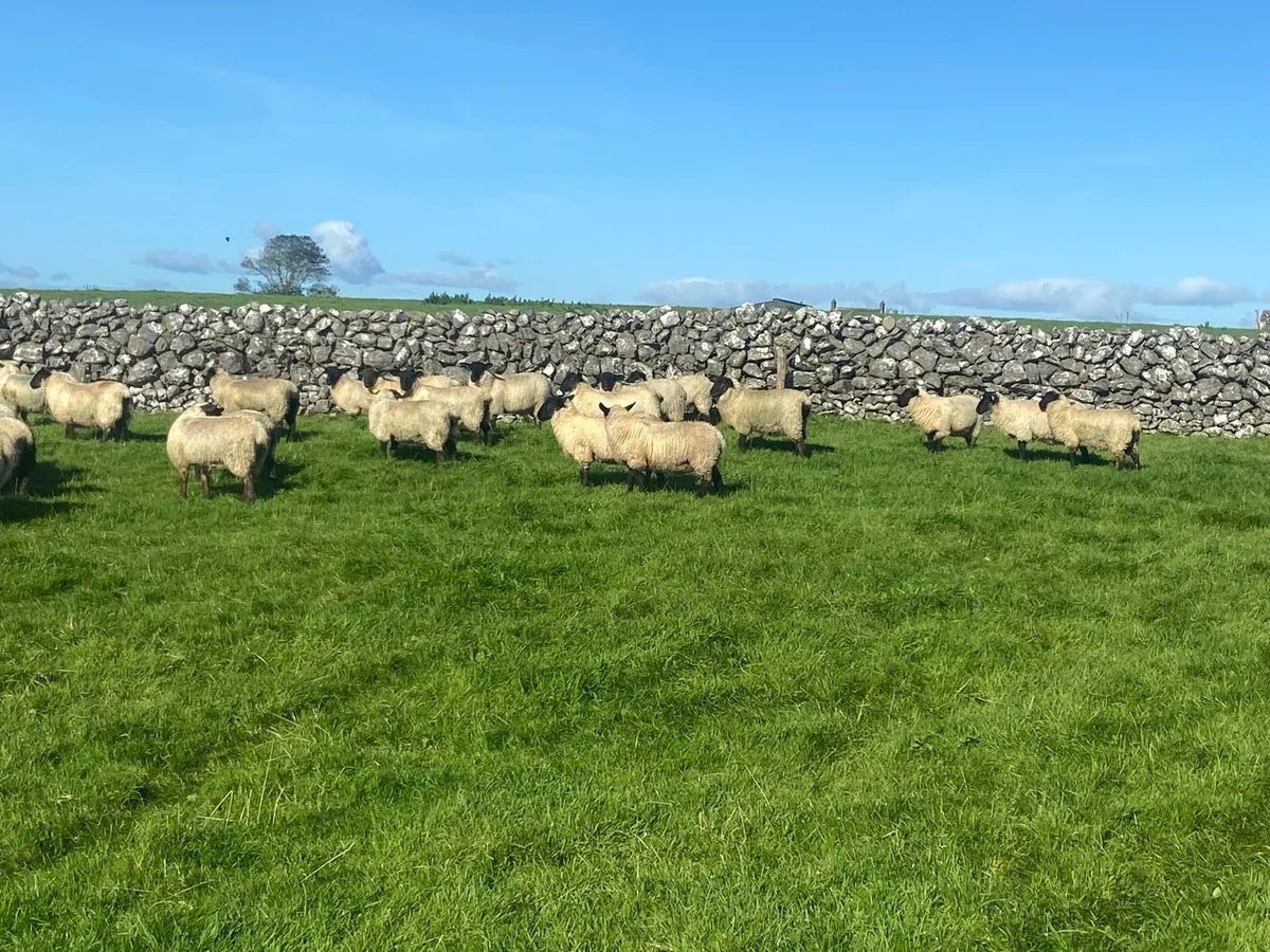 Ewe lambs - Image 2