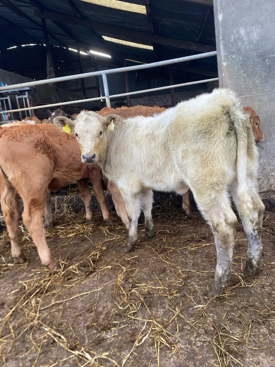 4 super suckler bred heifer weanlings - Image 2