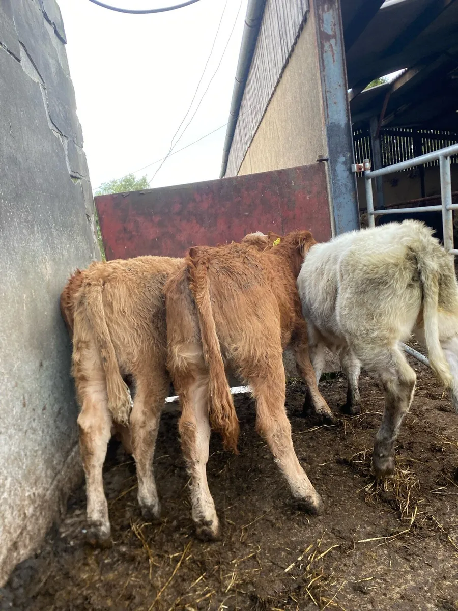 4 super suckler bred heifer weanlings - Image 3