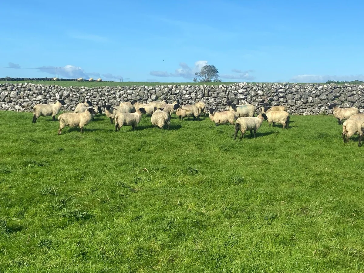 Ewe lambs - Image 3