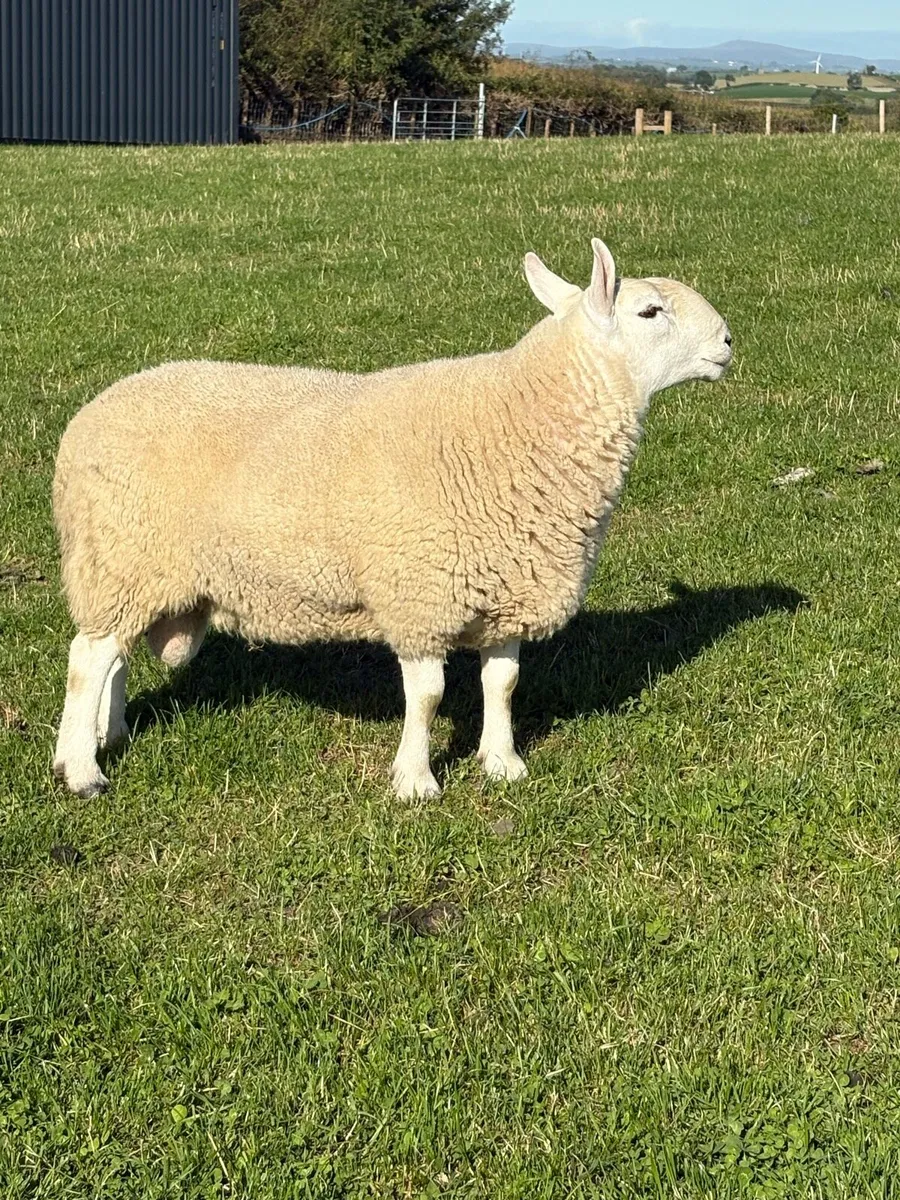 Teaser  NC Cheviot shearling - Image 1