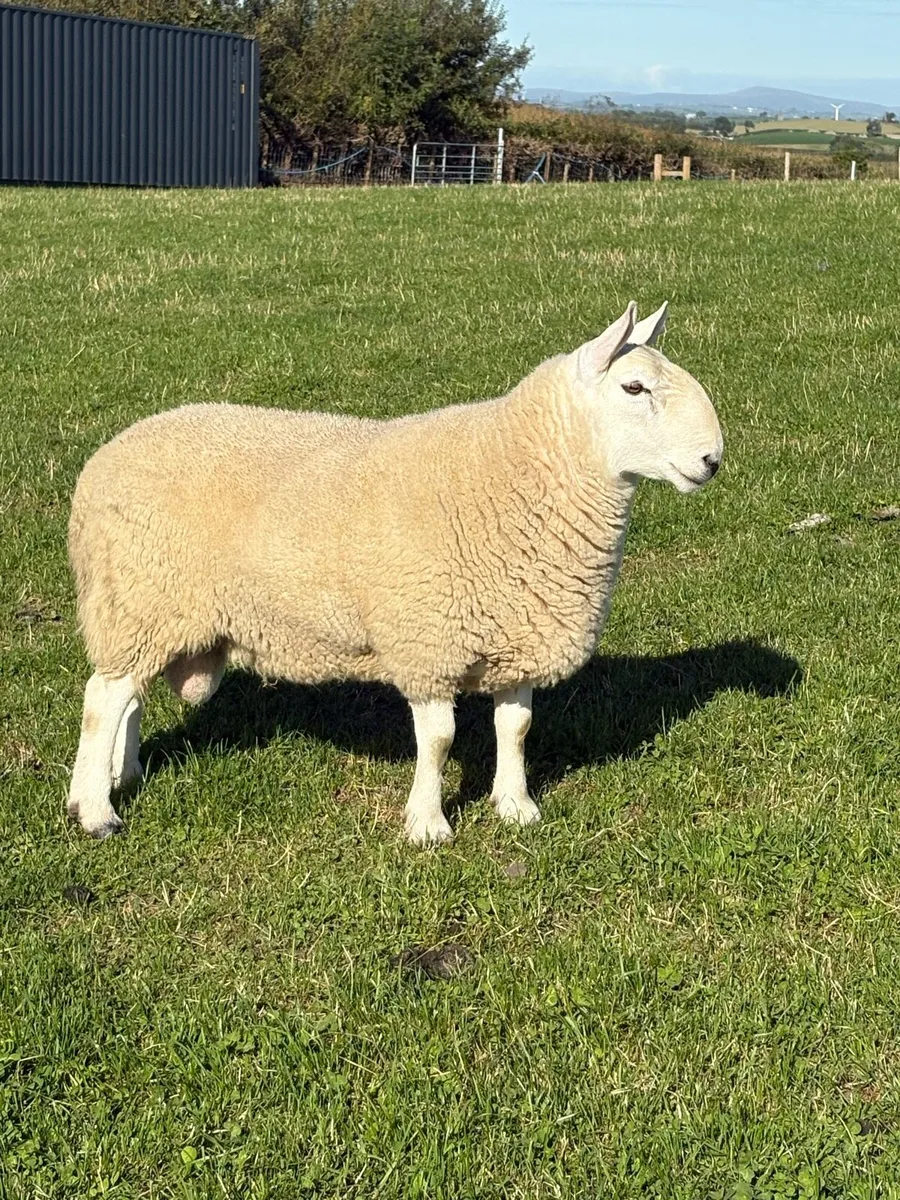 Teaser  NC Cheviot shearling - Image 2