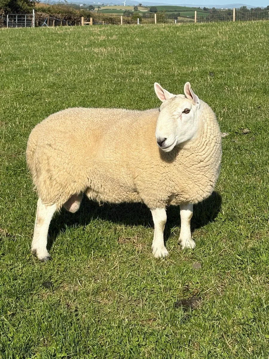 Teaser  NC Cheviot shearling - Image 3