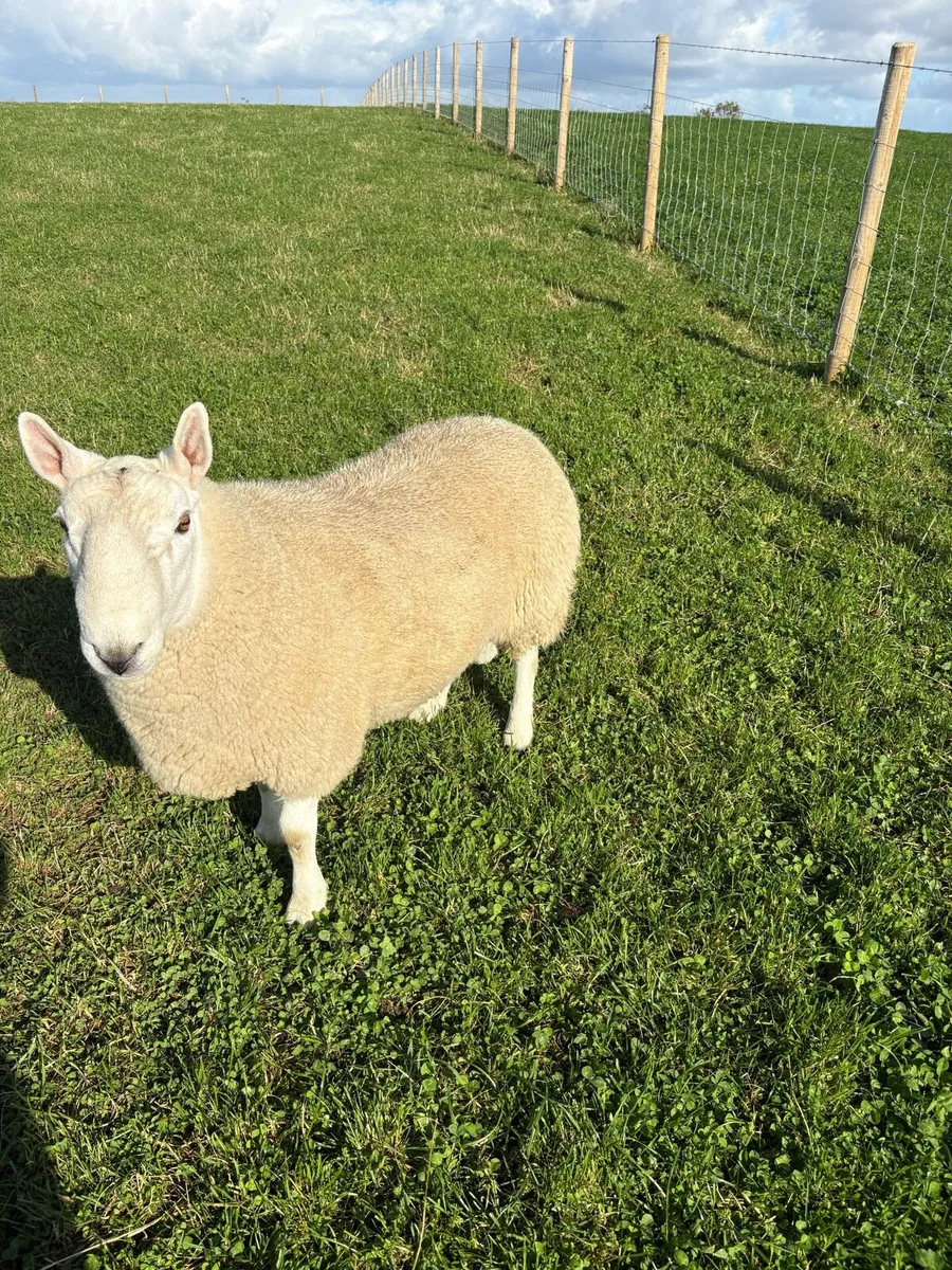 Teaser  NC Cheviot shearling - Image 4