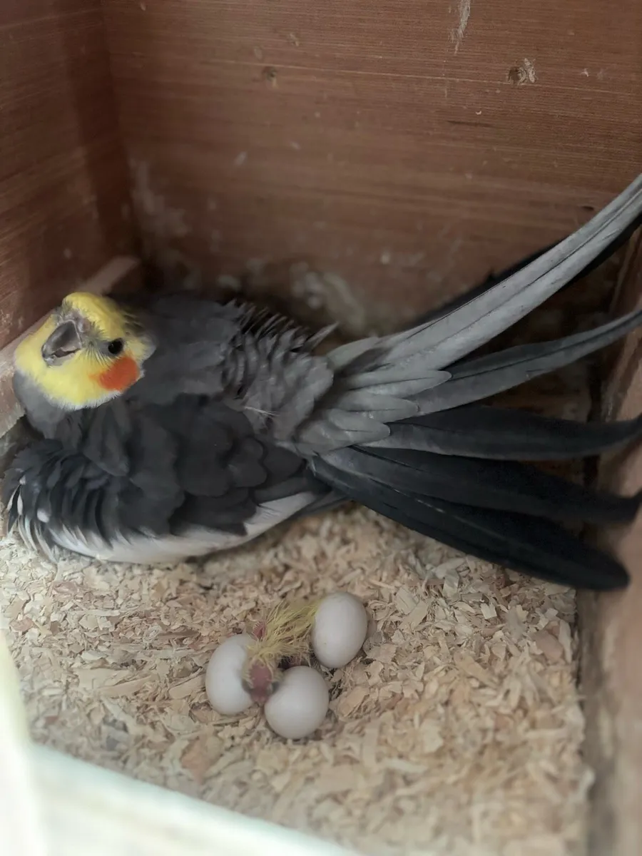 Breeding pair of cockatiels - Image 2