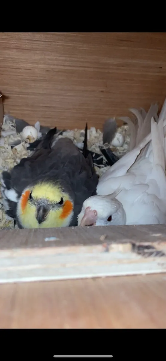 Breeding pair of cockatiels - Image 1