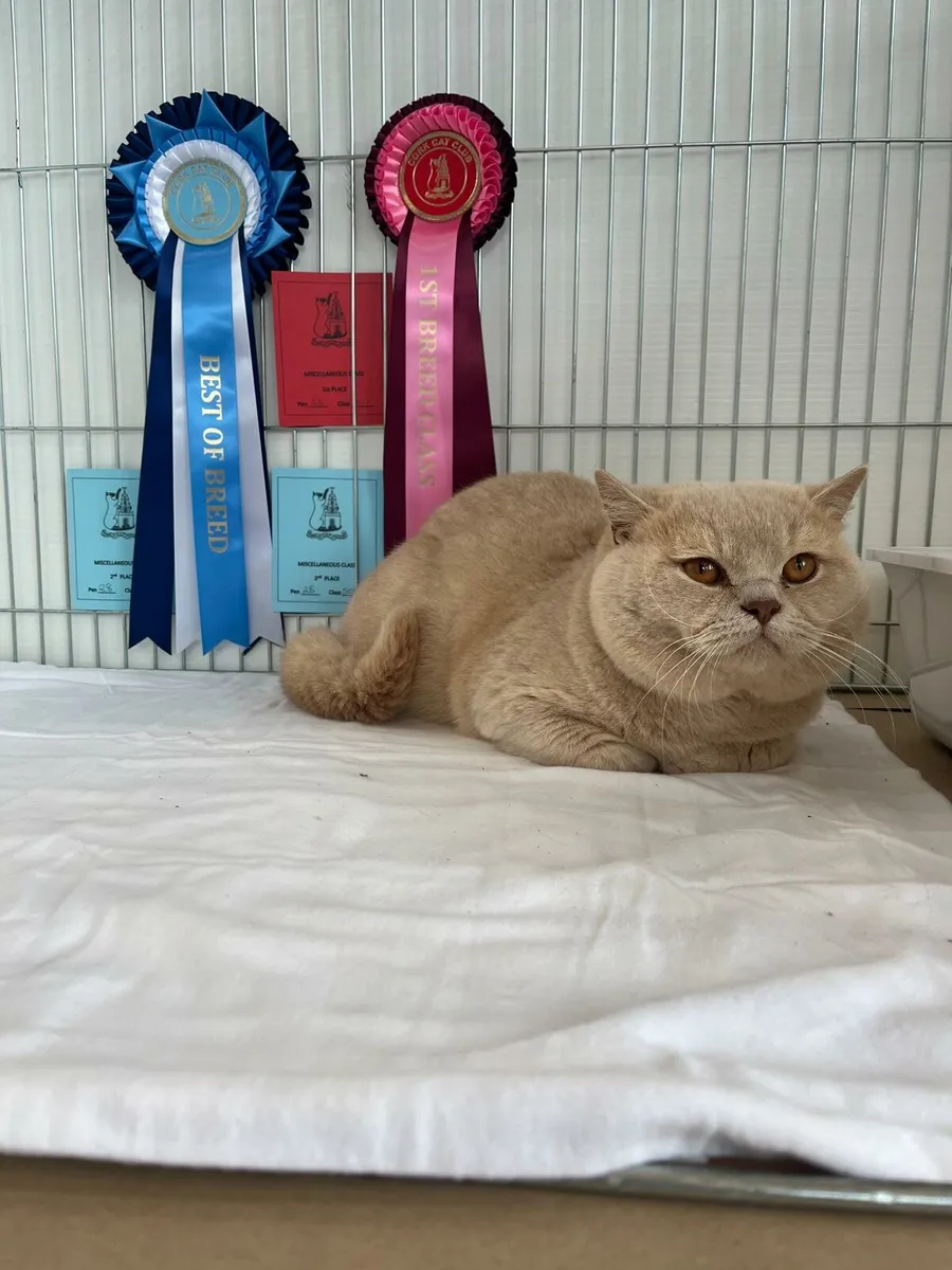 British shorthair - Image 1