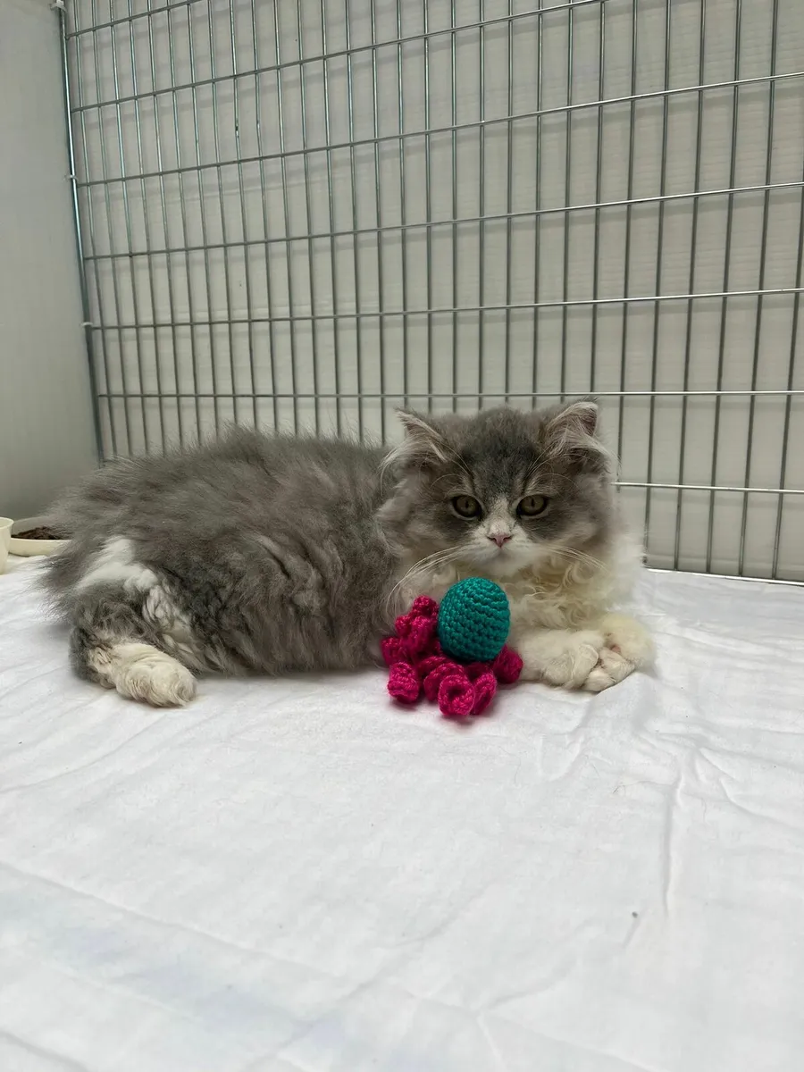 British shorthair - Image 2