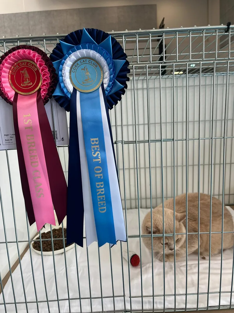 British shorthair - Image 3