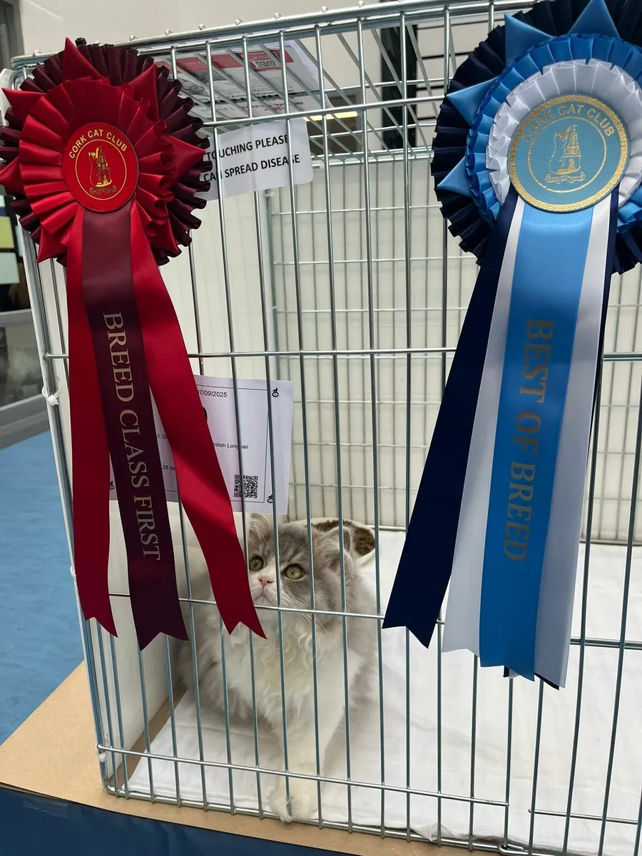 British shorthair - Image 4