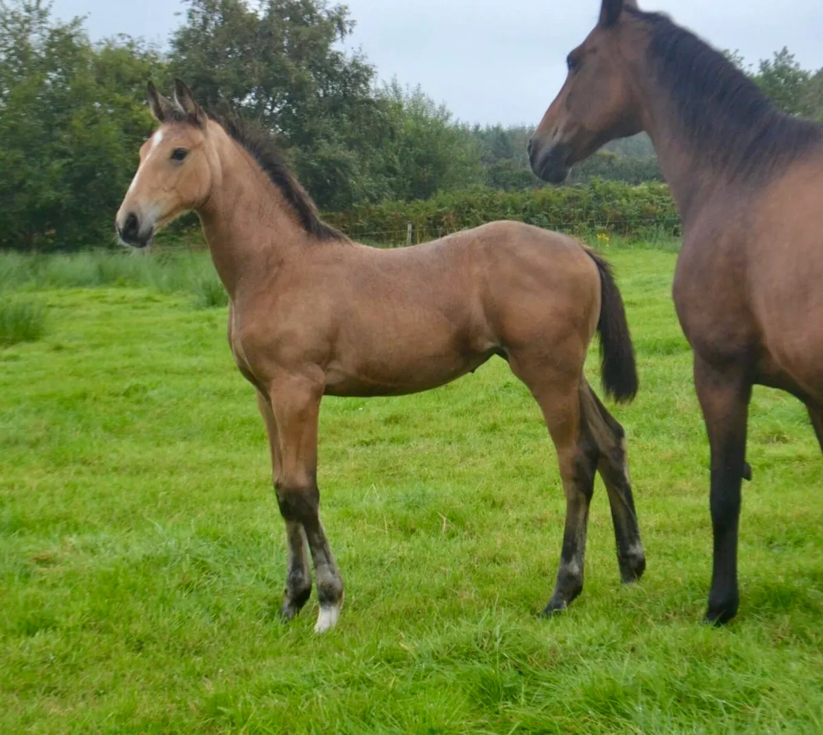 Dun filly for sale - Image 2