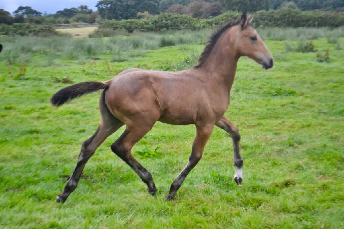 Dun filly for sale - Image 3