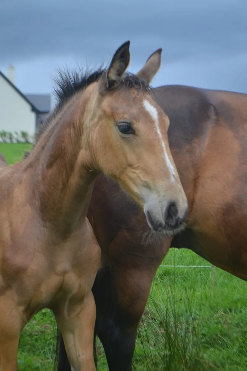 Dun filly for sale - Image 4