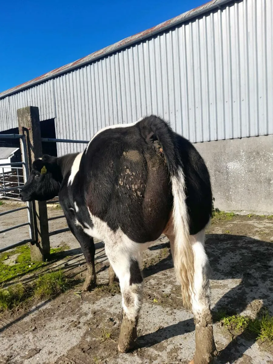 Super BBX heifer - Image 1