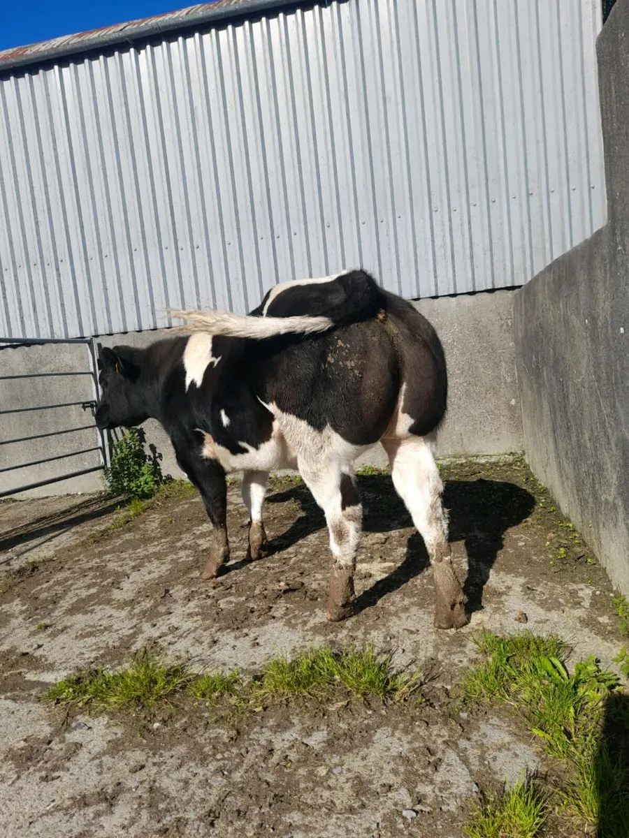 Super BBX heifer - Image 2