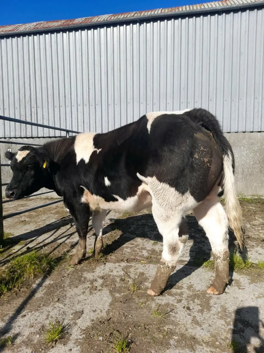 Super BBX heifer - Image 3