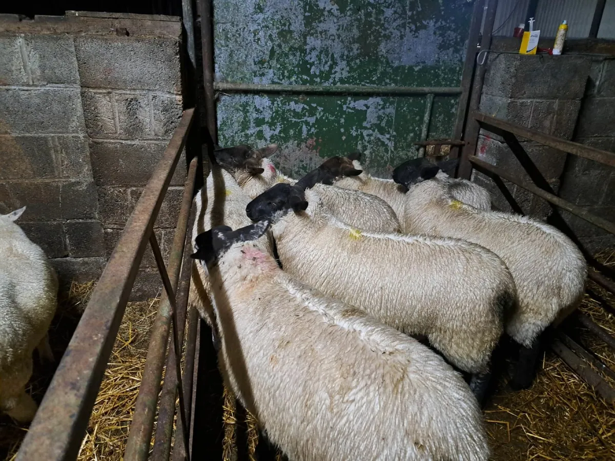 30 Ewe Lambs - Image 2