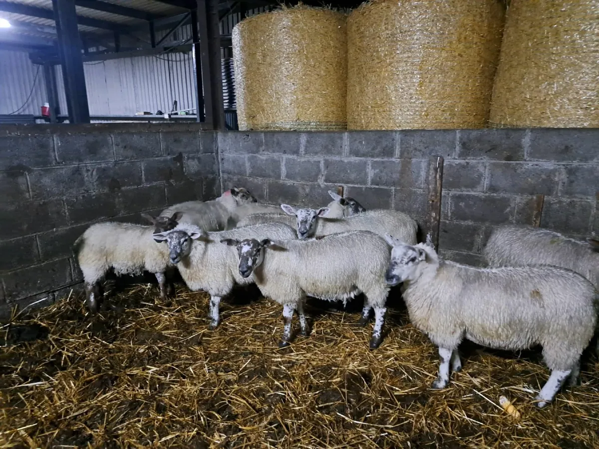 30 Ewe Lambs - Image 4