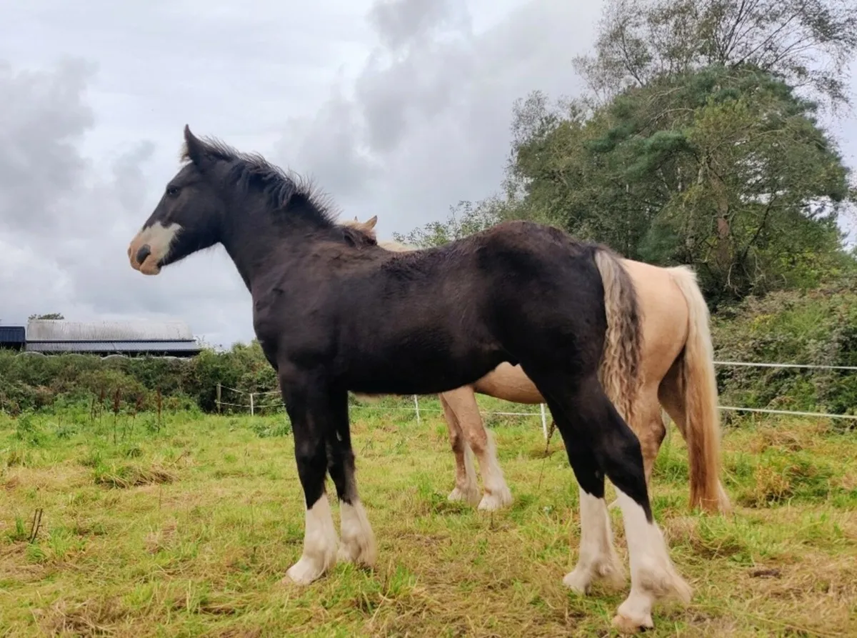 Colt foal - Image 1