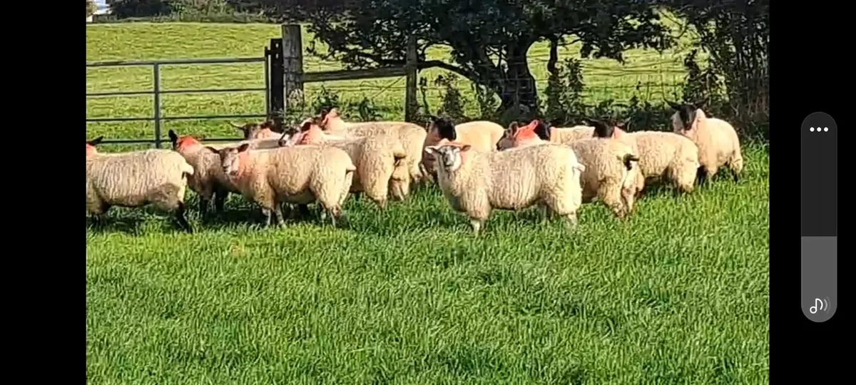 30 Ewe Lambs - Image 1