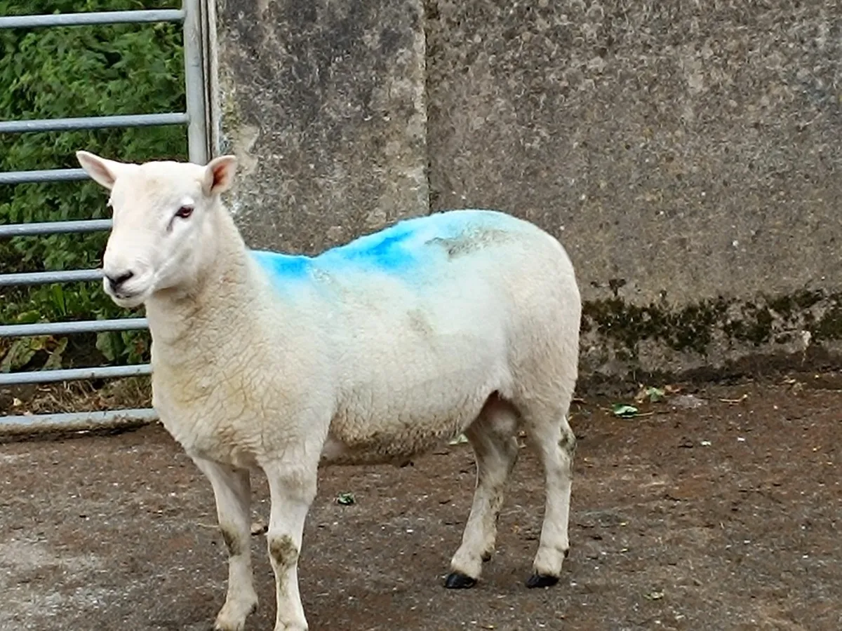 1 Year old North County Cheviot RAM - Image 1
