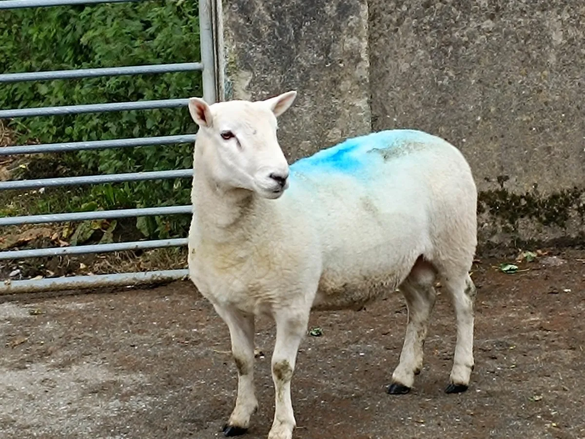 1 Year old North County Cheviot RAM - Image 2