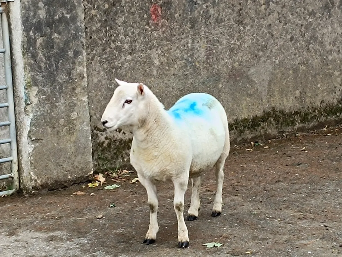 1 Year old North County Cheviot RAM - Image 3