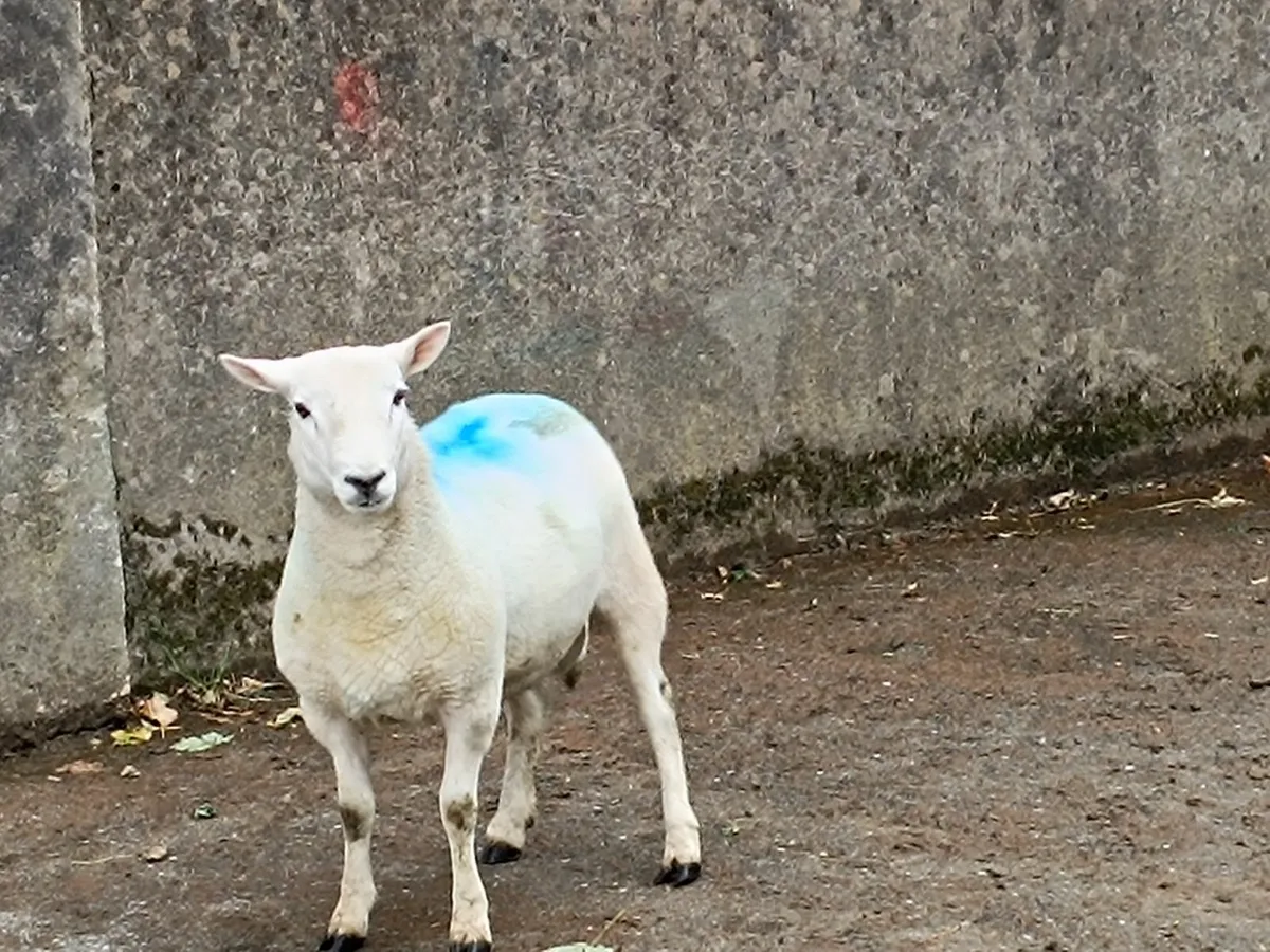1 Year old North County Cheviot RAM - Image 4
