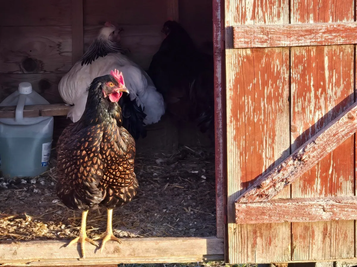 Roosters - Image 1