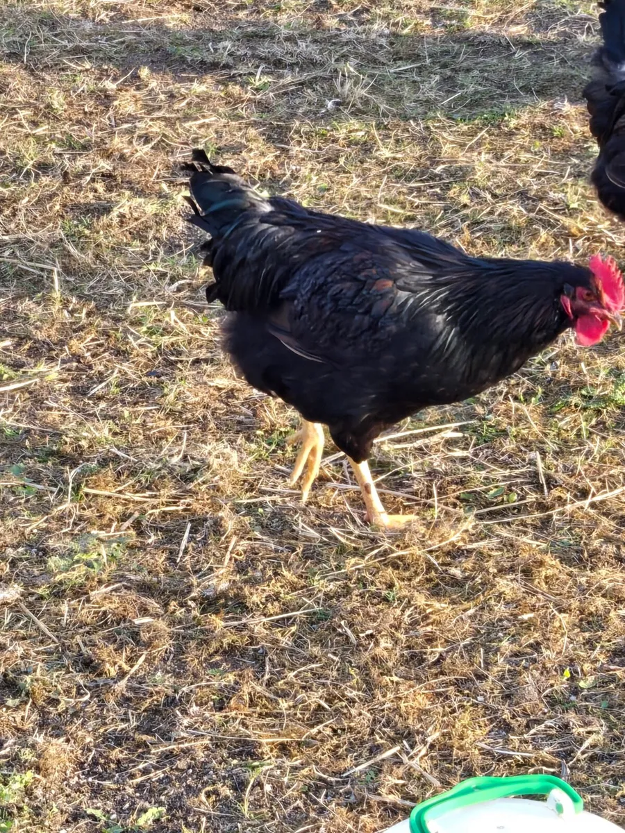 Roosters - Image 2