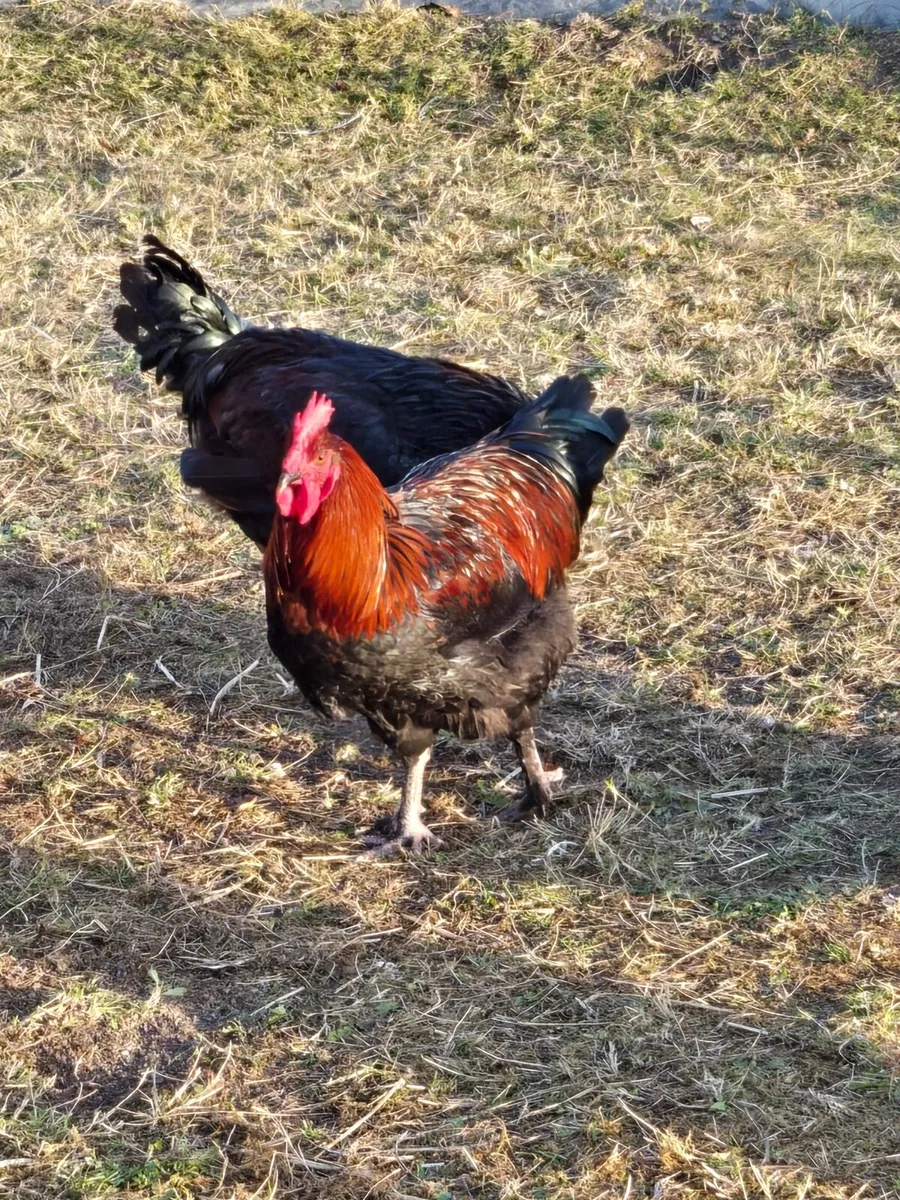 Roosters - Image 3
