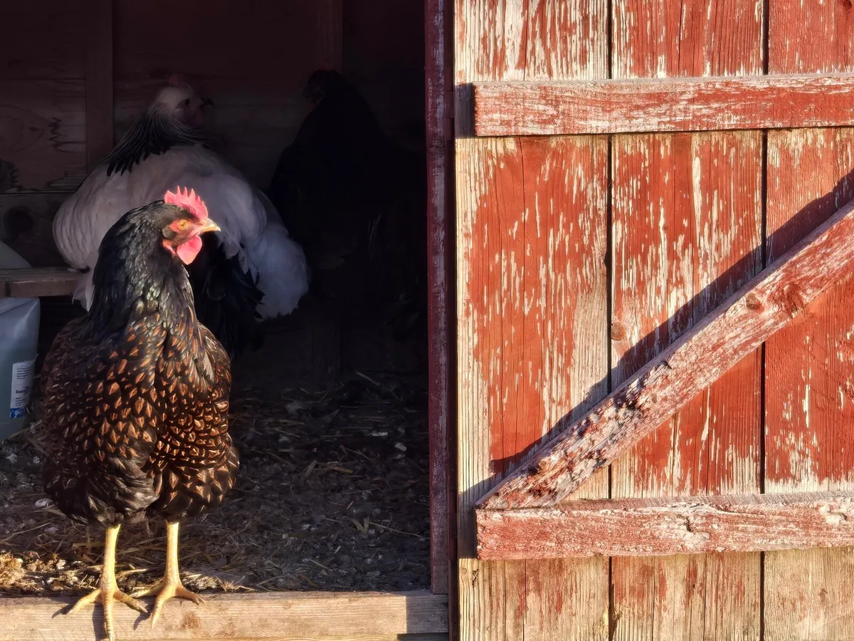 Roosters - Image 4