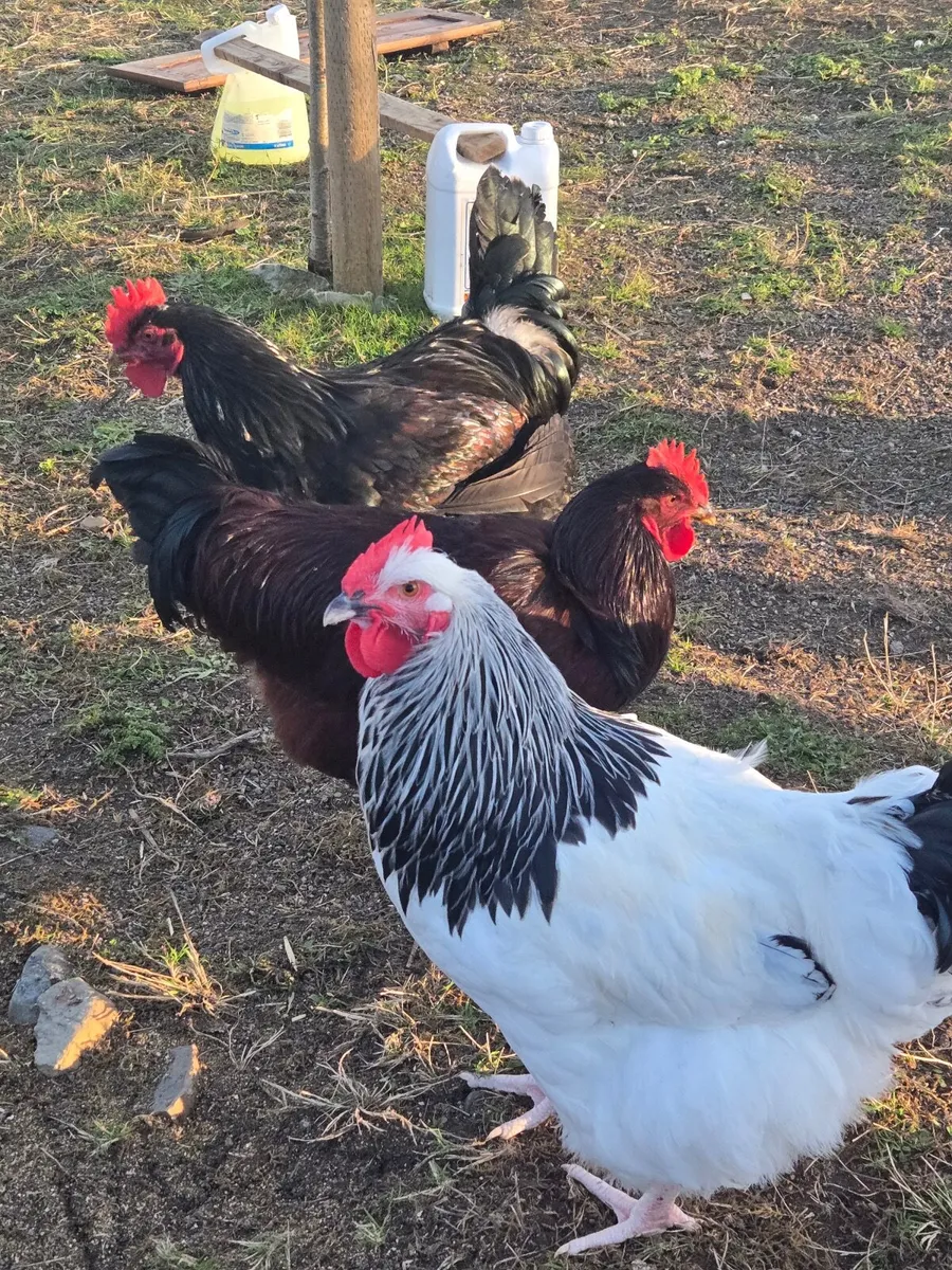 Light Sussex Rooster, Gold Laced Barnvelder - Image 1