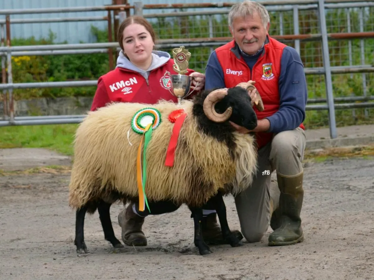 Mayo Connemara Ram Sale - Image 2