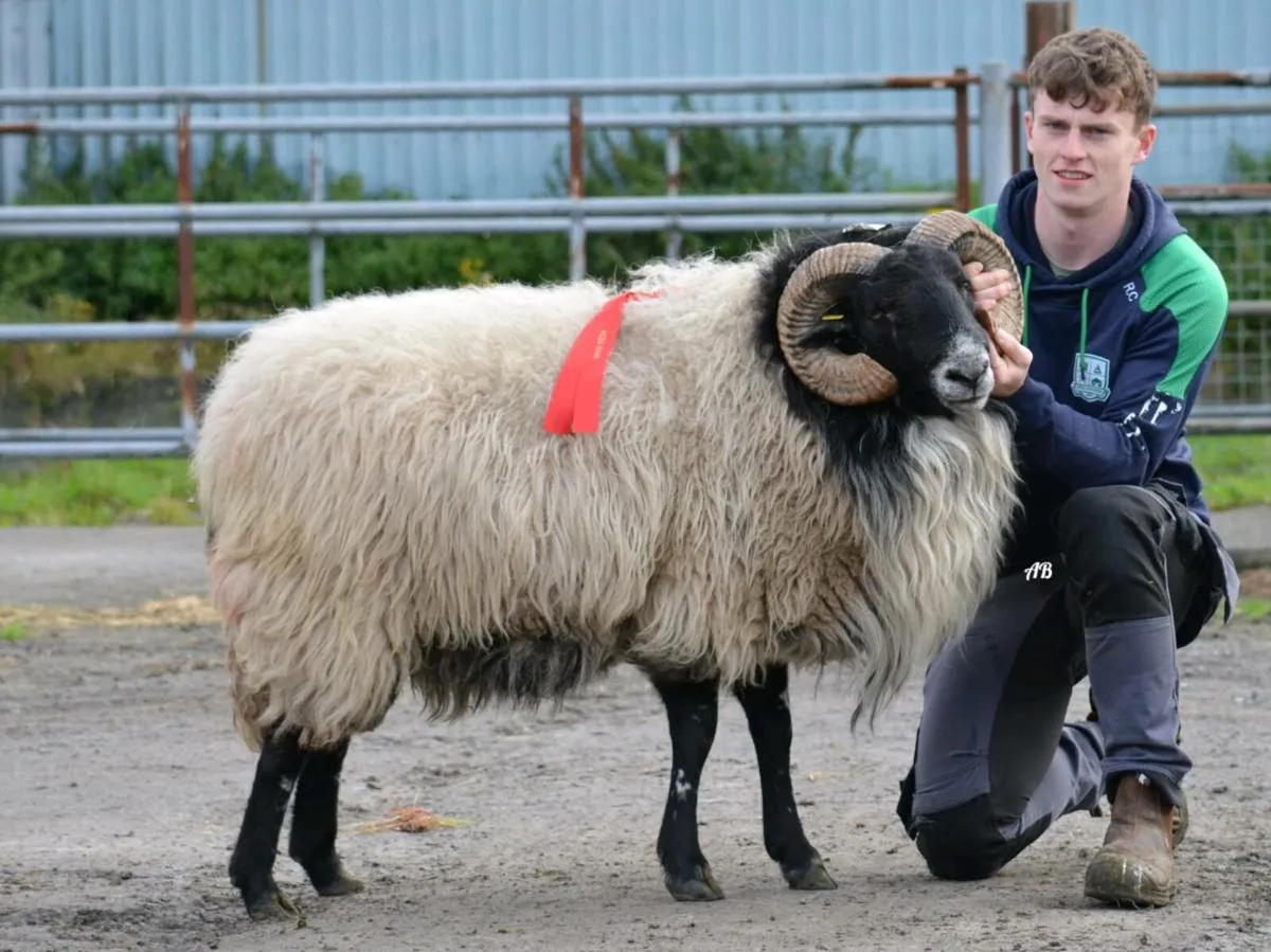 Mayo Connemara Ram Sale - Image 3