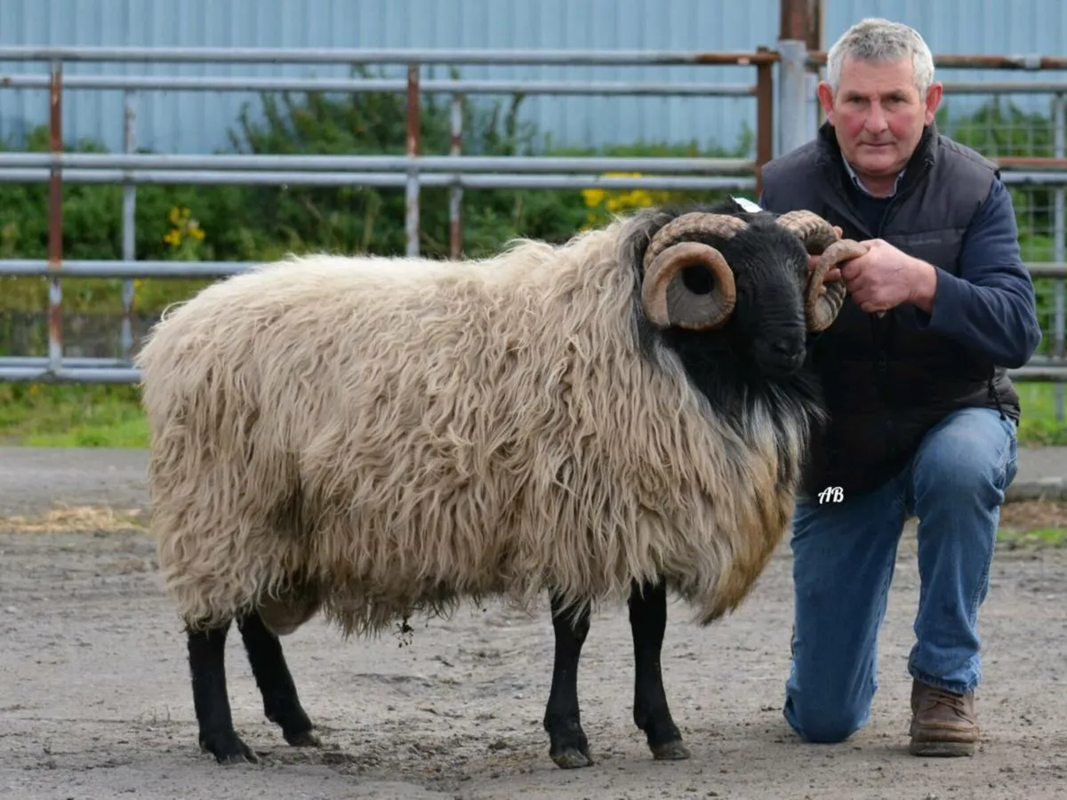 Mayo Connemara Ram Sale - Image 4